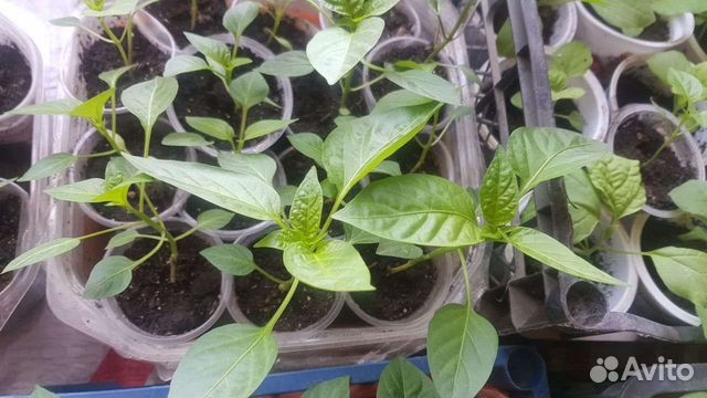 Рассада помидор перца баклажан