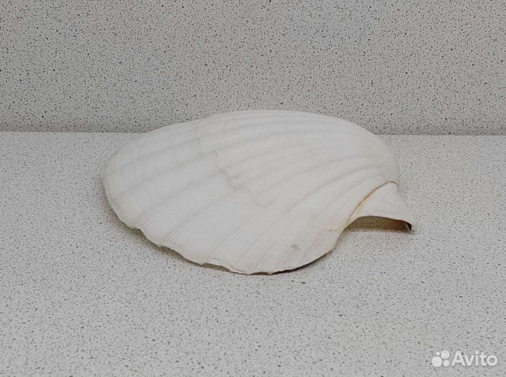 Гребешок 10,7*12,1 морская ракушка раковина