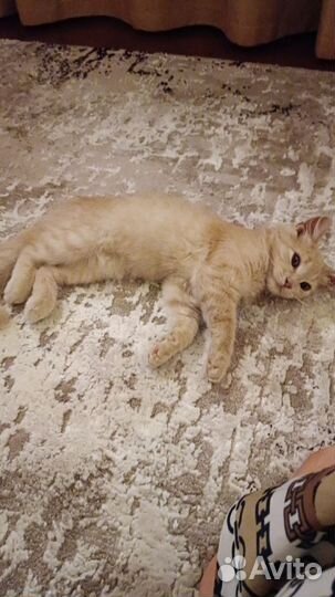 Котята в добрые руки бесплатно