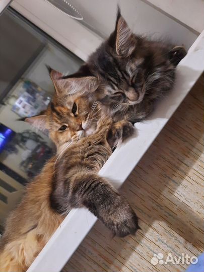 Котята мейн-кун
