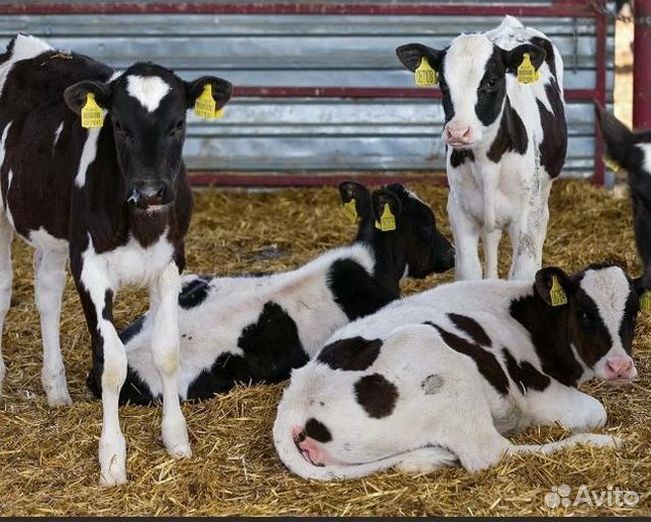 Бычки 1-2 мес