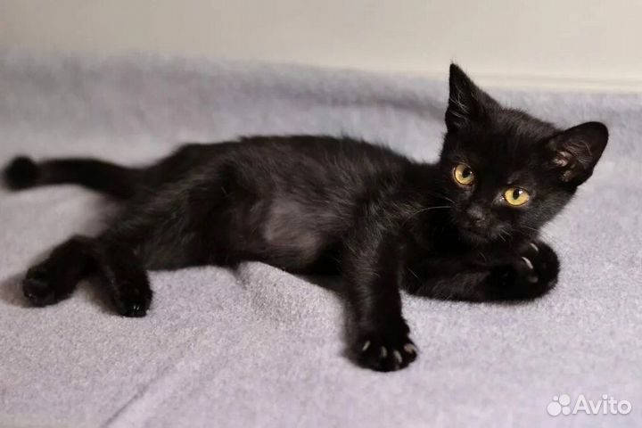 Чисто черные котята без белого