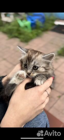 Кошка в дар бесплатно