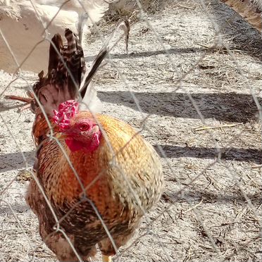 Домашняя птица и помесные кролики