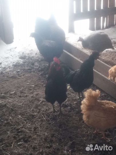 Молодые петушки