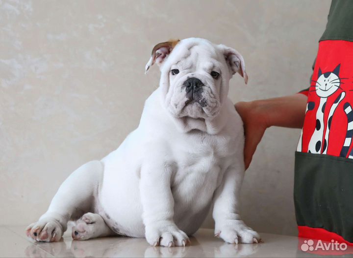 Английский бульдог мальчик РКФ 2мес