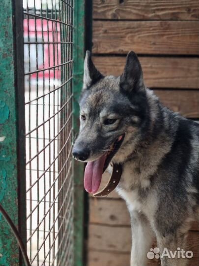 Гром-статный и красивый песик ищет дом