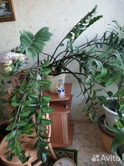 Продам цветы комнатные