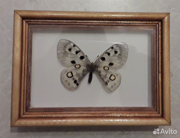 Бабочки в рамке