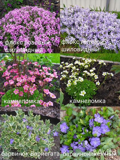 Многолетники