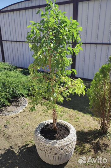 Корзина из ротанга