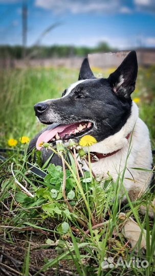 Боня (собачка в добрые руки)