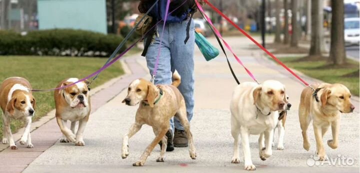 Выгул собак