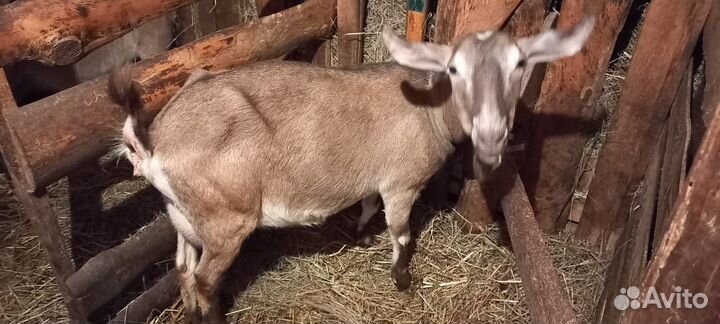 Козы дойные. козлята