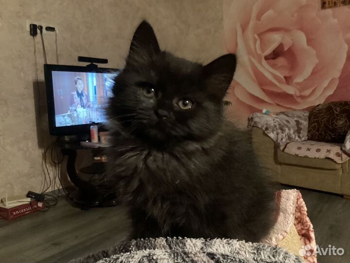 Британские котята