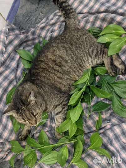 Кошечка булочка