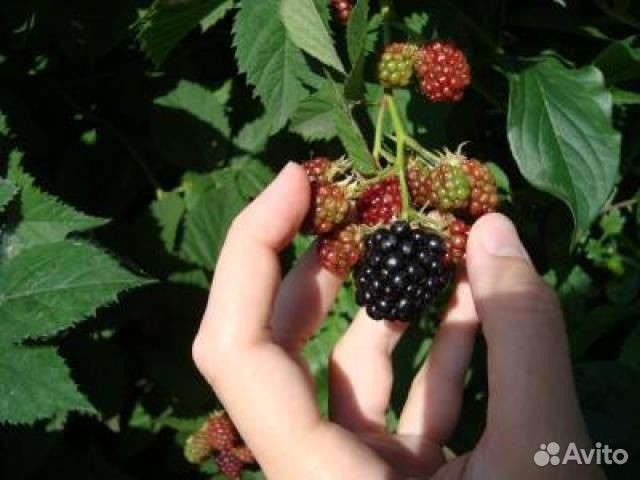 Ежевика бесшипная торнфри саженцы