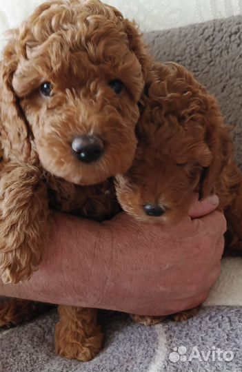 Щенки пуделя