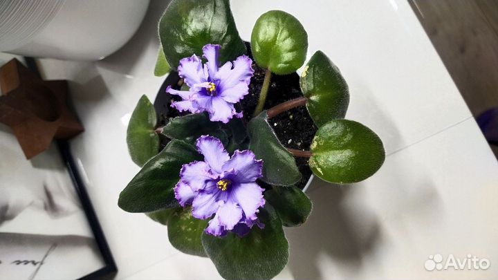 Сортовые фиалки цветущие