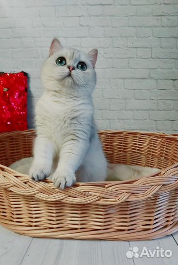 Серебристая шиншилла