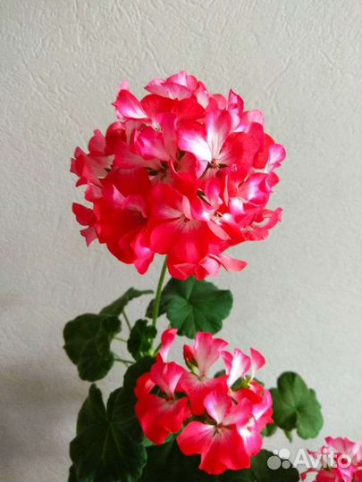 Пеларгония герань в горшке