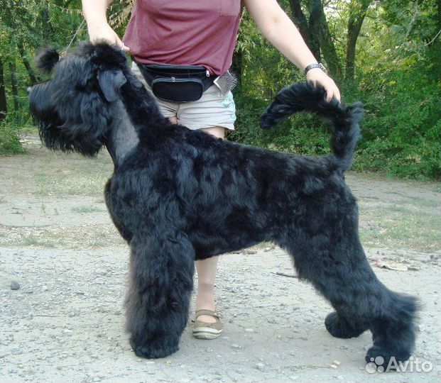 Стрижка собак и кошек