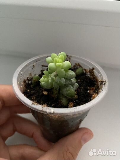 Седум буррито 2 шт