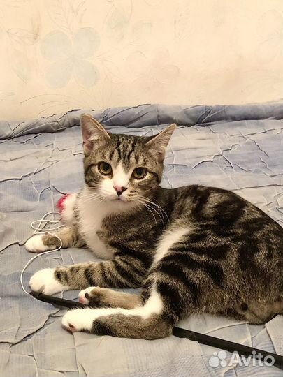 Котик в добрые руки