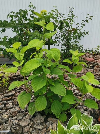 Гортензия древовидная