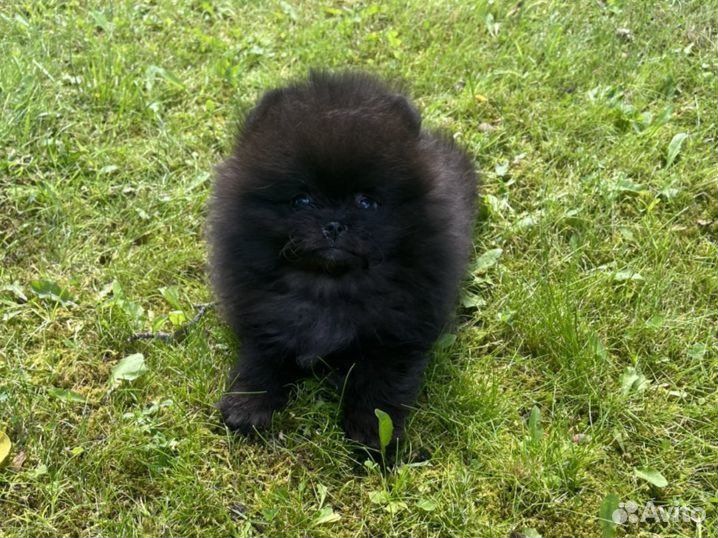 Померанский шпиц черный