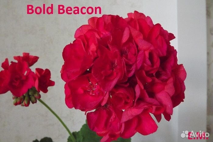 Пеларгония (герань)