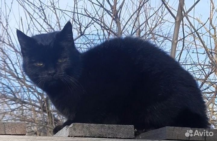 Кошка в дар