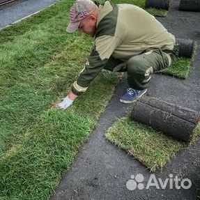 Газон рулонный