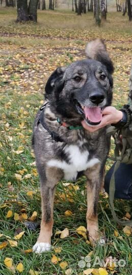 Собака из приюта в добрые руки