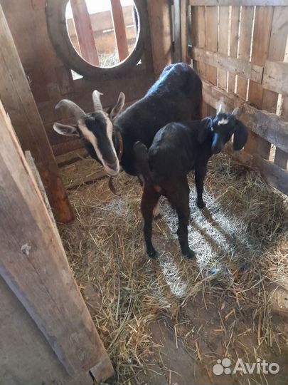 Корова дойная