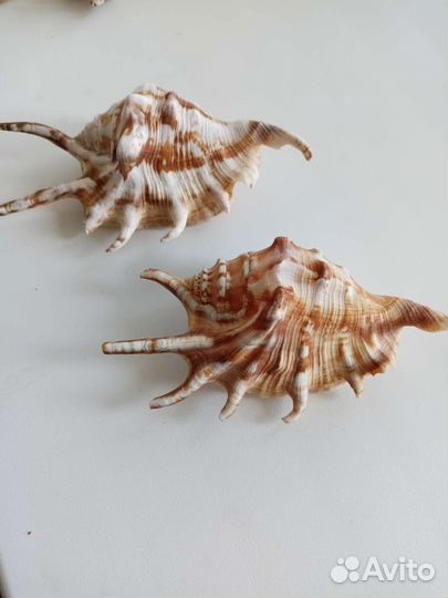 Морские раковины