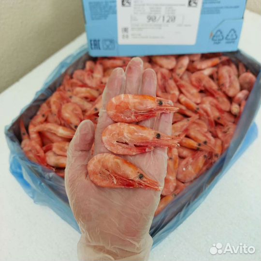 Креветка северная