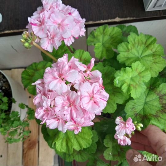 Пеларгония Dylan Cherone