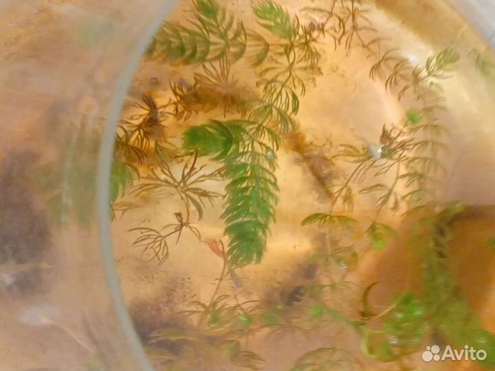 Аквариумный растения и рыбки