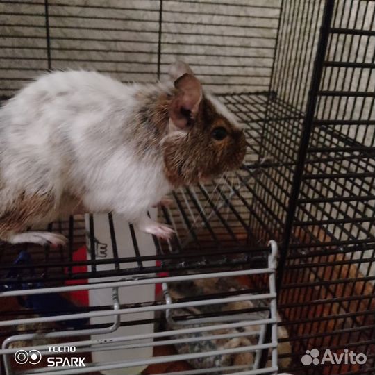 Чилийская белка дегу