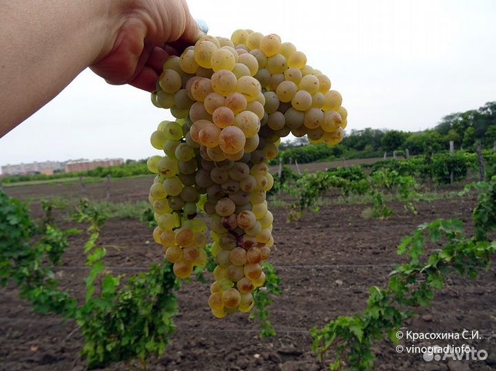 Виноград технических сортов