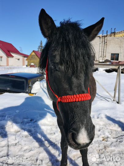 Конные вещи