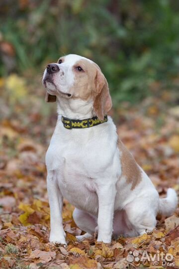 Симба ищет новый дом