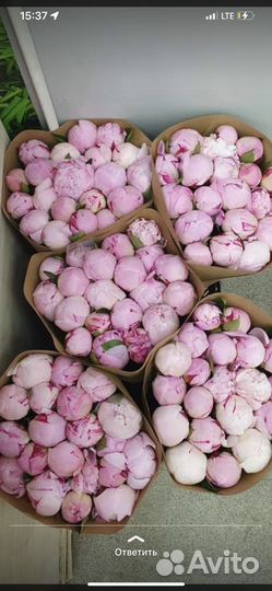 Пионы с доставкой