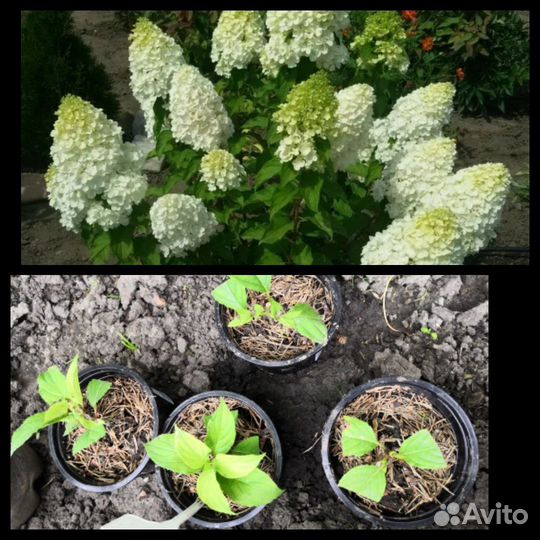 Саженцы садовые