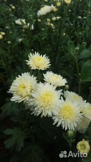 Хризантема кустовая