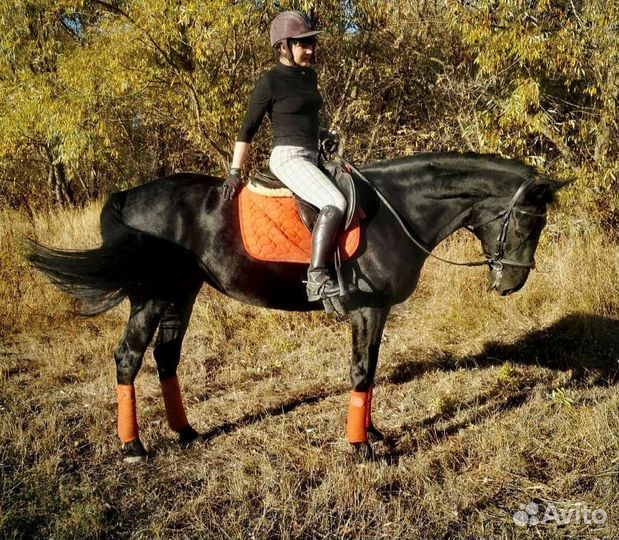 Выездковый комплект