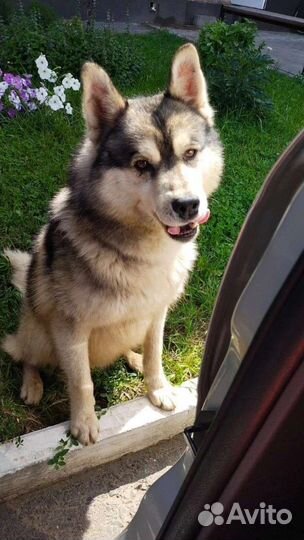 Собаки хаски