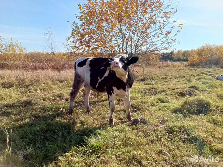 Бычки и телята