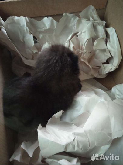 Отдам котенка в добрые руки